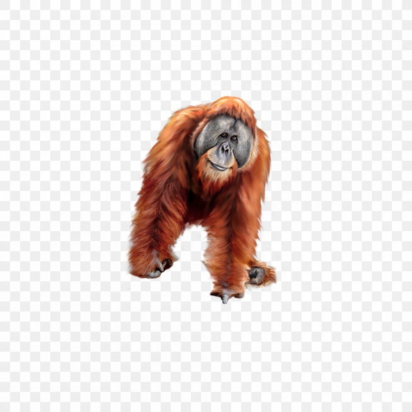 Orangutan Gorilla Tiger Baboons, PNG, 1000x1000px, Orangutan, Animal, Baboons, Fur, Gorilla Download Free
