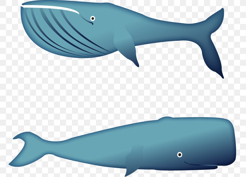 Squaliformes Requiem Shark Shark Fin Soup Euclidean Vector, PNG, 764x592px, Squaliformes, Aqua, Cartilaginous Fish, Designer, Dolphin Download Free