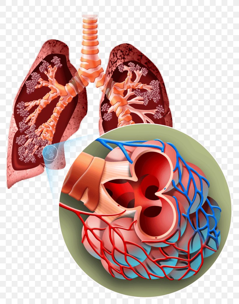 Organism Breathing Lung Human Body Biology, PNG, 800x1039px, Organism, Biology, Blood, Breathing, Cell Download Free