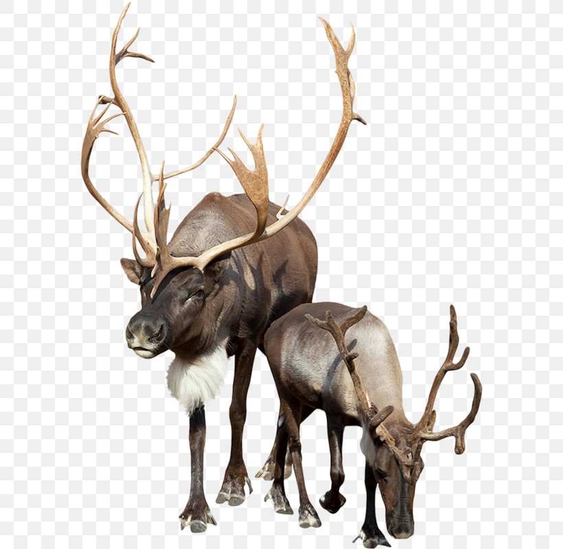 Reindeer Stock Photography Clip Art, PNG, 586x800px, Reindeer, Antler, Cattle Like Mammal, Deer, Elk Download Free