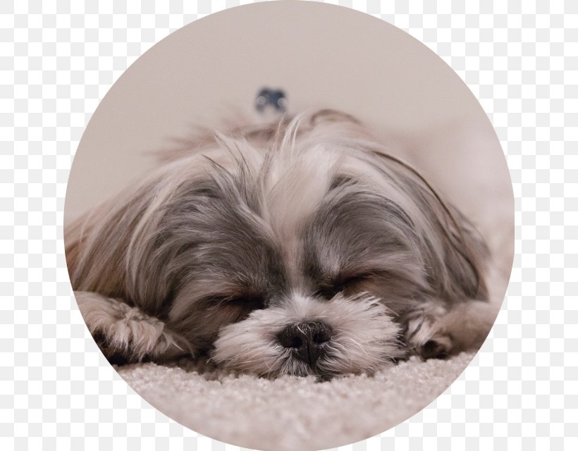 Sleep Cycle Nap Night Time, PNG, 640x640px, Sleep, Carnivoran, Chinese Imperial Dog, Circadian Rhythm Sleep Disorder, Companion Dog Download Free
