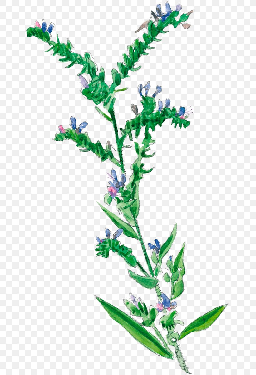 Viper's-bugloss Plants Painted Lady Flowering Plant Anchusa, PNG, 673x1200px, Watercolor, Cartoon, Flower, Frame, Heart Download Free