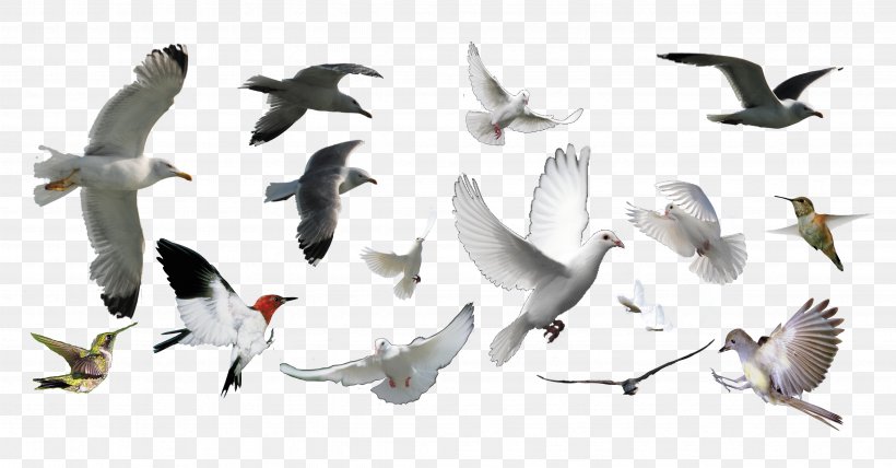Bird, PNG, 4724x2470px, Bird, Beak, Charadriiformes, Cutepdf, Ducks Geese And Swans Download Free