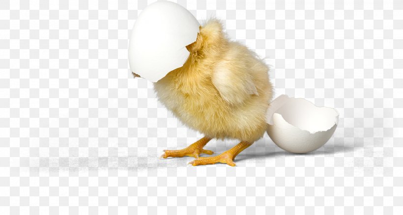 Chicken Duck Eggshell Bird, PNG, 1920x1026px, Chicken, Animal, Beak, Bird, Duck Download Free