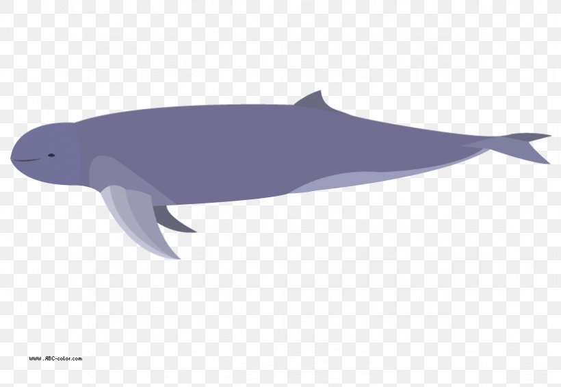 Common Bottlenose Dolphin Tucuxi Rough-toothed Dolphin Porpoise White-beaked Dolphin, PNG, 822x567px, Common Bottlenose Dolphin, Bitmap, Bottlenose Dolphin, Dolphin, Drawing Download Free