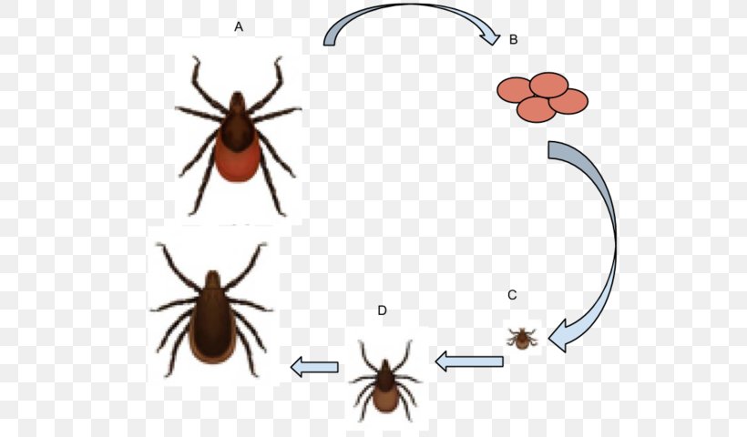 Deer Tick American Dog Tick Lyme Disease Ixodes Ricinus, PNG, 579x480px, Deer Tick, American Dog Tick, Arthropod, Beetle, Brown Dog Tick Download Free