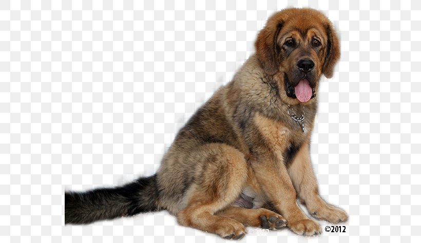 Dog Breed Leonberger Tibetan Mastiff English Mastiff Tibetan Spaniel, PNG, 567x474px, Dog Breed, American Kennel Club, Ancient Dog Breeds, Breed, Carnivoran Download Free