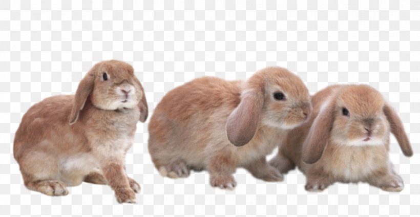 Domestic Rabbit Hare Transparent Bunnies Fur, PNG, 915x474px, Domestic Rabbit, Animal, Art, Fauna, Fur Download Free
