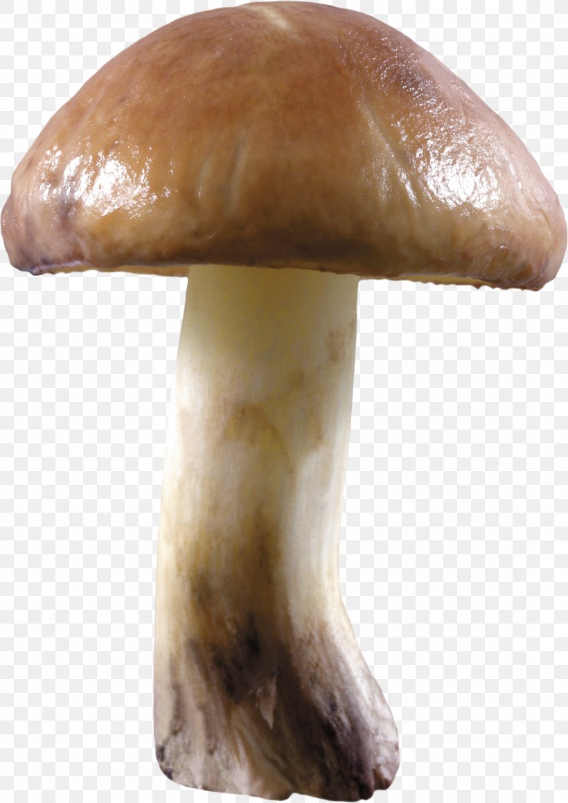 Mushroom Pleurotus Eryngii, PNG, 2192x3099px, Mushroom, Amanita Muscaria, Boletus Edulis, Common Mushroom, Edible Mushroom Download Free