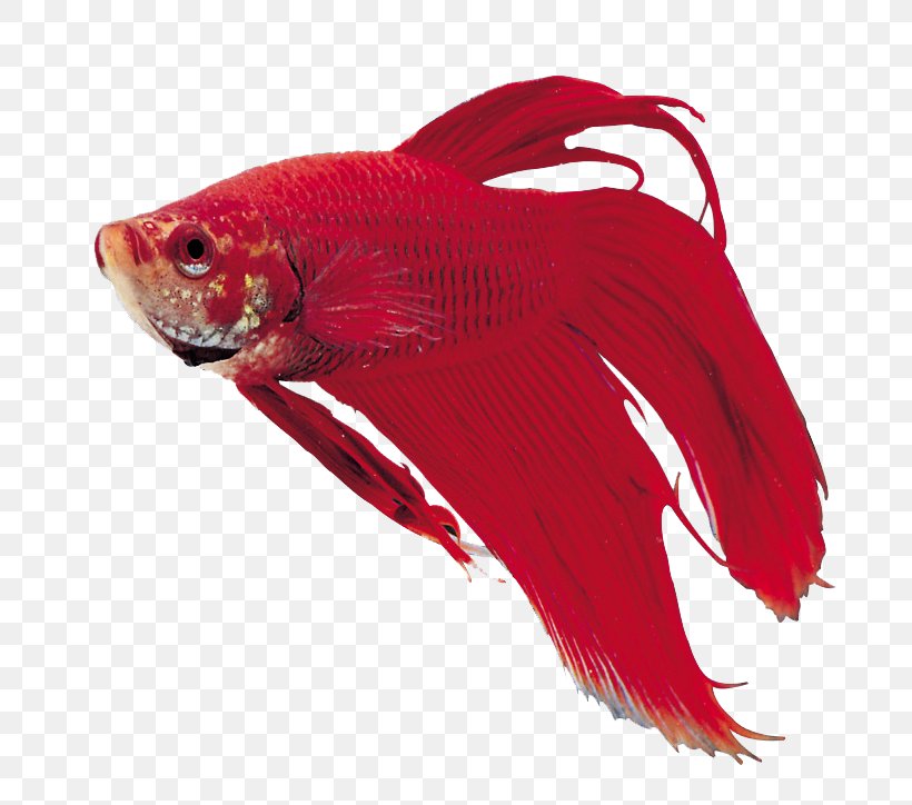 Ornamental Fish Aquarium, PNG, 760x724px, Ornamental Fish, Aquarium, Digital Image, Fish, Megabyte Download Free