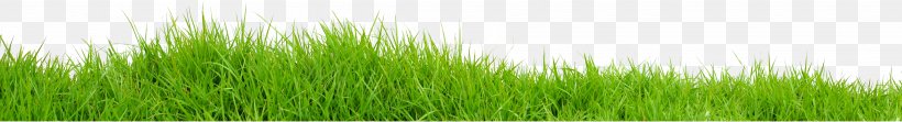 Vetiver Wheatgrass Grassland Prairie Meadow, PNG, 4101x560px, Vetiver, Barley, Chrysopogon, Chrysopogon Zizanioides, Commodity Download Free