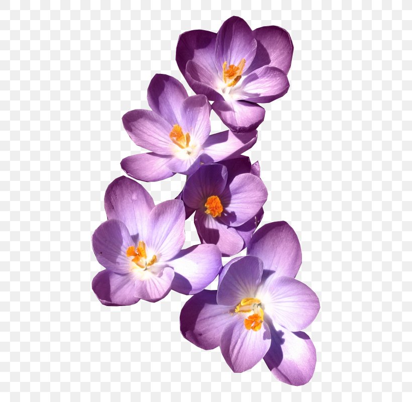 Clip Art, PNG, 600x800px, Mime, Crocus, Flower, Flowering Plant, Herbaceous Plant Download Free