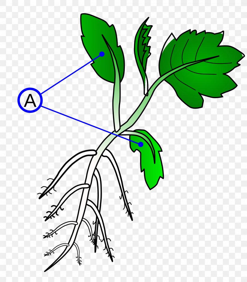 Dicotyledon Branch Plant Stem Monocotyledon, PNG, 2000x2286px, Dicotyledon, Artwork, Branch, Cotyledon, Flora Download Free