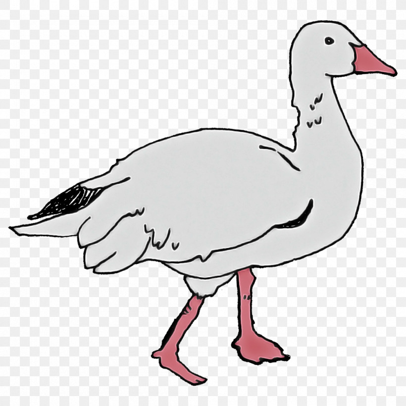 Domestic Duck Birds Goose Duck Toulouse Goose, PNG, 1000x1000px, Domestic Duck, Beak, Birds, Cygnini, Domestic Goose Download Free