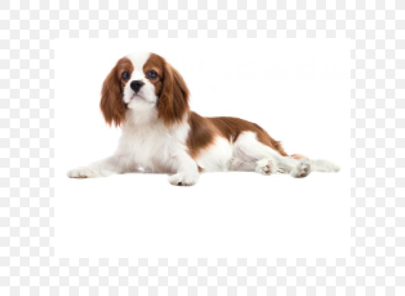 Cavalier King Charles Spaniel Puppy Dog Breed Companion Dog, PNG, 600x600px, King Charles Spaniel, Breed, Carnivoran, Cavalier King Charles Spaniel, Companion Dog Download Free