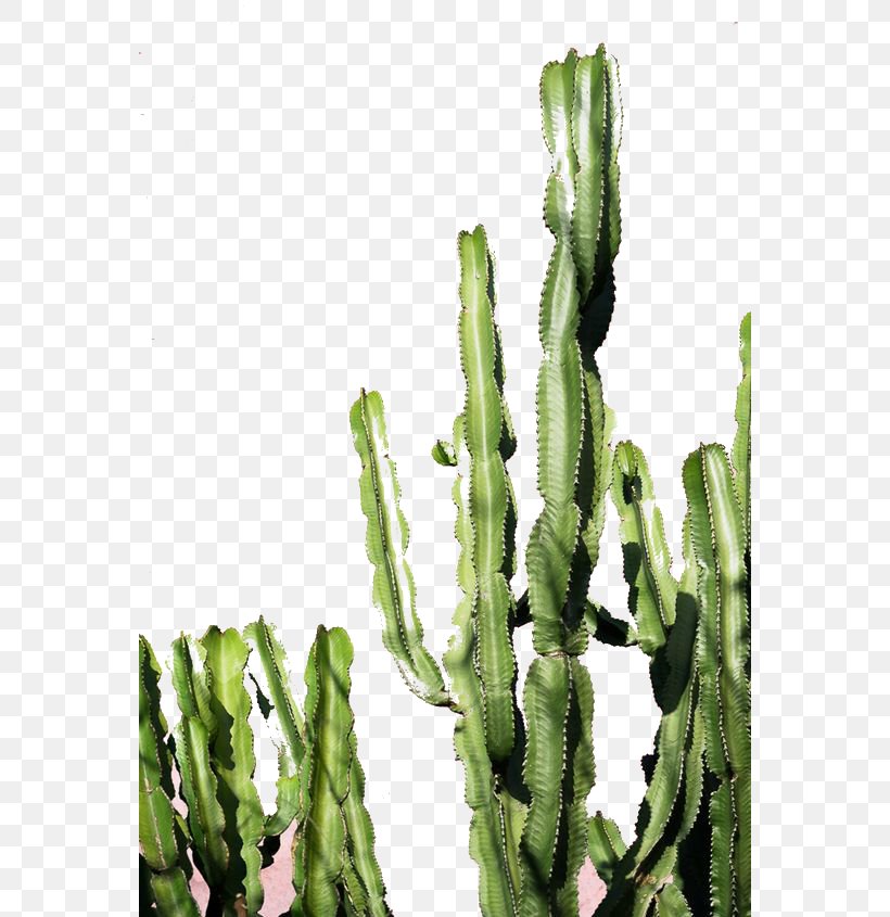 Exotic Cacti Cactaceae Color Green Succulent Plant, PNG, 564x845px, Cactaceae, Acanthocereus Tetragonus, Architecture, Art, Cactus Download Free