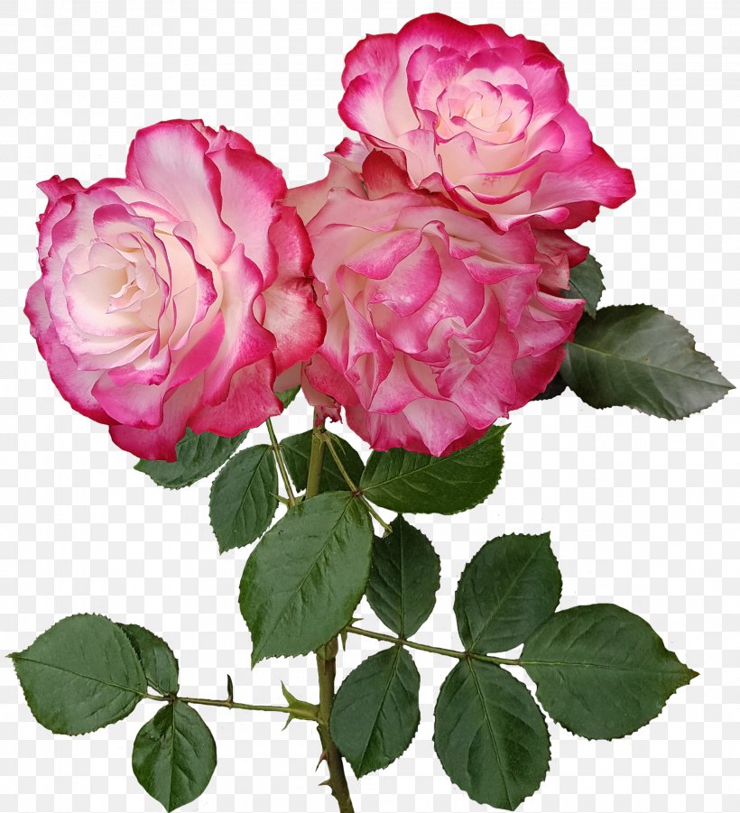 Garden Roses Flower Centifolia Roses Floristry, PNG, 2072x2279px, Garden Roses, Centifolia Roses, Floribunda, Floristry, Flower Download Free