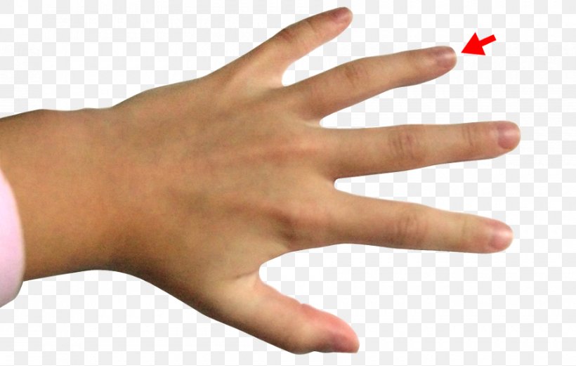 Ring Finger Middle Finger Index Finger, PNG, 900x572px, Ring Finger, Digit, Digit Ratio, Finger, Hand Download Free