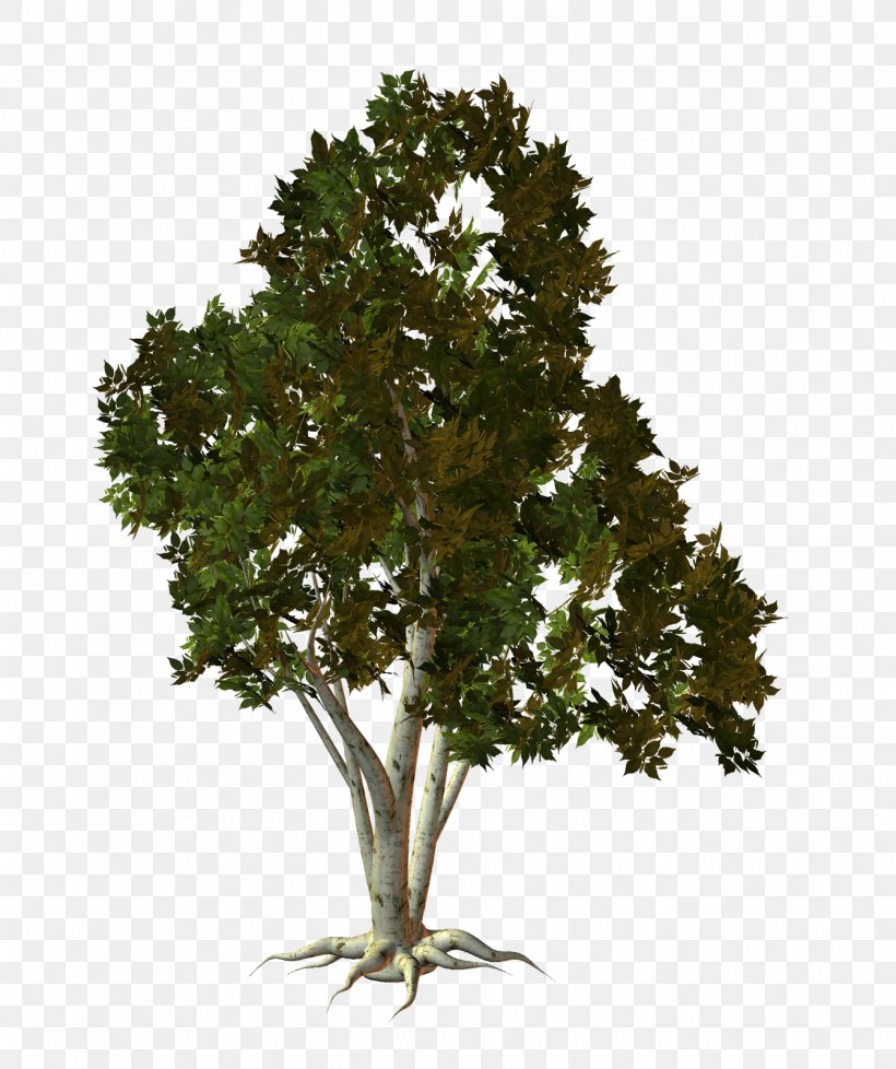 Tree Oak Shrub Plant, PNG, 1341x1600px, Tree, Birch, Branch, Evergreen, Leaf Download Free