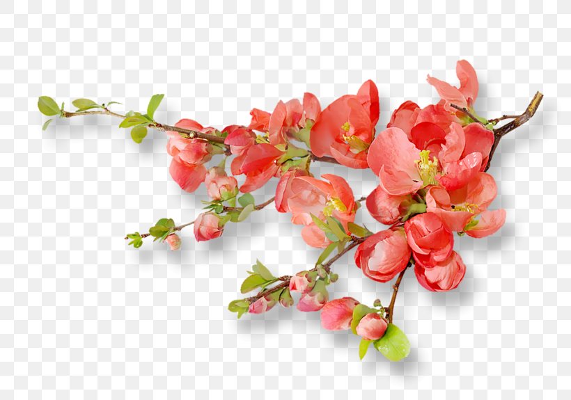 Cherry Blossom Orange Blossom Flower, PNG, 800x575px, Blossom, Berry, Branch, Cherry, Cherry Blossom Download Free