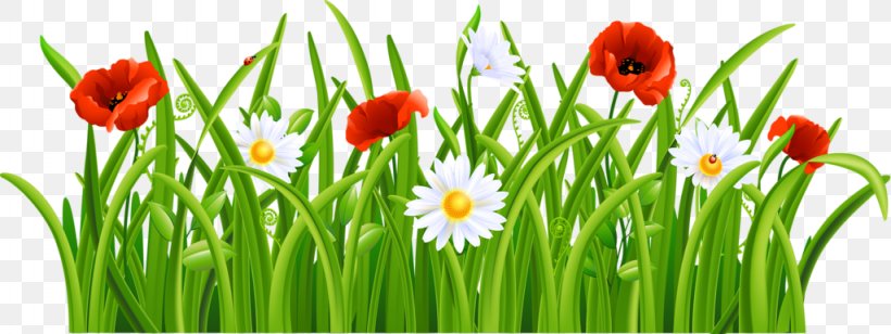 Clip Art Flower Image Lawn, PNG, 1024x385px, Flower, Commodity, Common Daisy, Flowering Plant, Grass Download Free