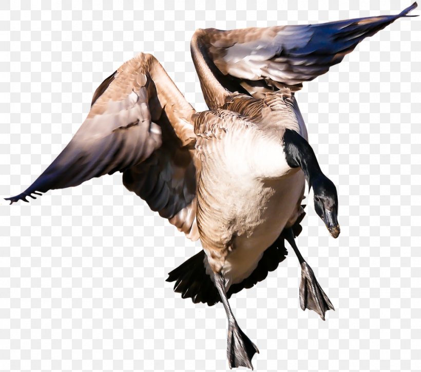 Goose Image Duck Bird, PNG, 968x855px, Goose, Animal, Beak, Bird, Domestic Goose Download Free