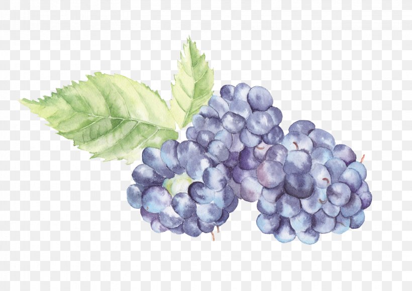 Watercolor Painting Fruit Grape Auglis, PNG, 3291x2328px, Watercolor Painting, Art, Auglis, Berry, Bilberry Download Free