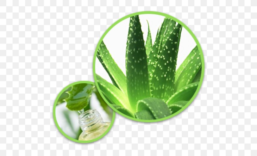 Aloe Vera Plant Gel Aloe Ferox, PNG, 500x500px, Aloe Vera, Aloe, Aloe Ferox, Aloin, Asphodelaceae Download Free
