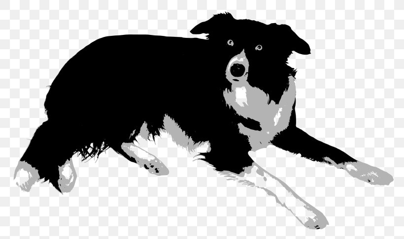 Border Collie Rough Collie Bearded Collie Old English Sheepdog Central Asian Shepherd Dog, PNG, 800x486px, Border Collie, Bearded Collie, Black, Black And White, Carnivoran Download Free