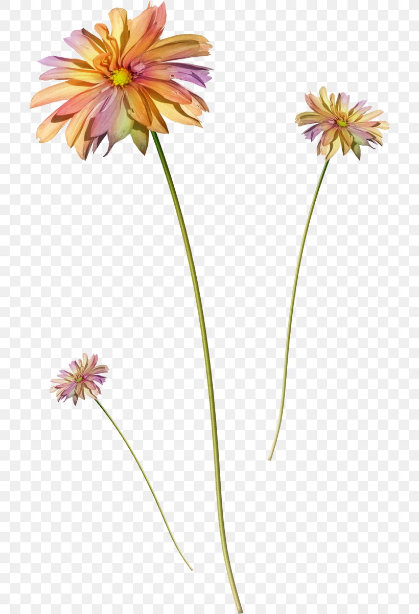 Flower Clip Art, PNG, 706x1200px, Flower, Autumn, Cut Flowers, Daisy Family, Dots Per Inch Download Free