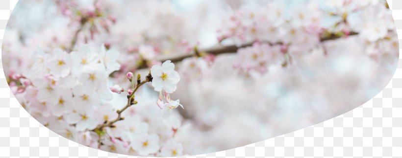 National Cherry Blossom Festival Hanami Flower, PNG, 2072x817px, Blossom, Annual Plant, Cherry, Cherry Blossom, Cream Download Free