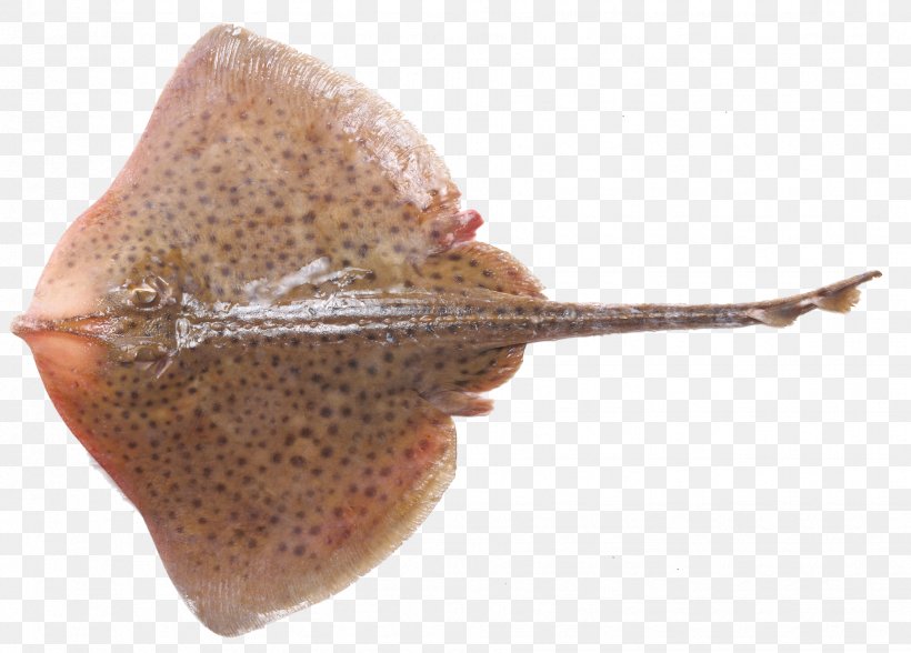 Shark Thornback Ray Batoids Fish Sole, PNG, 1854x1330px, Shark, Batoids, Elasmobranchii, Fish, Flatfish Download Free