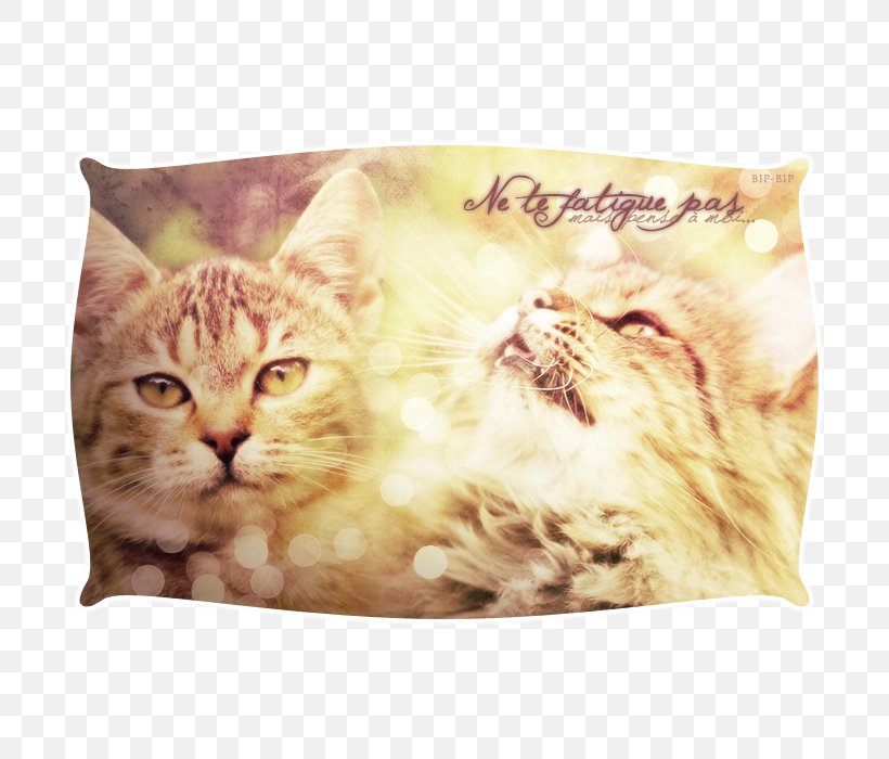 Whiskers Kitten Tabby Cat Cushion, PNG, 700x700px, Whiskers, Carnivoran, Cat, Cat Like Mammal, Cushion Download Free
