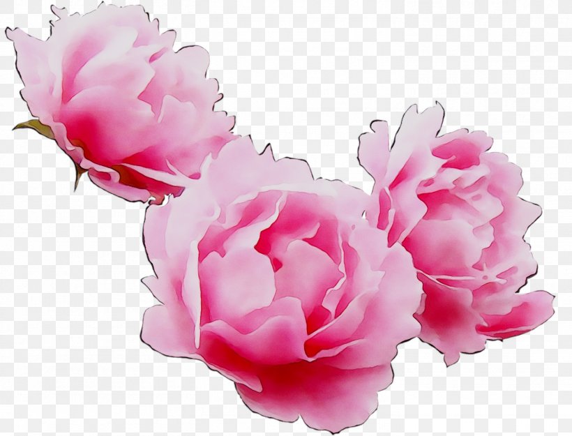 Cabbage Rose Garden Roses Peony Cut Flowers Herbaceous Plant, PNG, 1463x1116px, Cabbage Rose, Artificial Flower, Chinese Peony, Common Peony, Cut Flowers Download Free