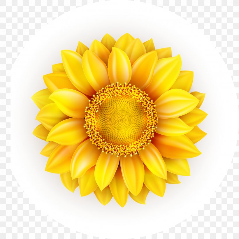 Common Sunflower Euclidean Vector, PNG, 2543x2543px, Common Sunflower, Chrysanths, Daisy Family, Flower, Gerbera Download Free