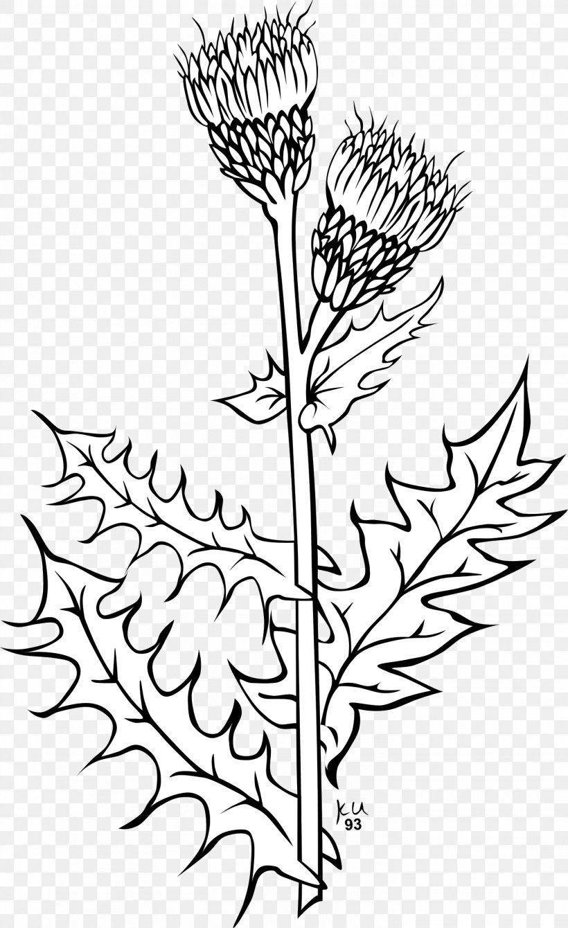 Creeping Thistle Spear Thistle Drawing Vector Graphics Clip Art, PNG, 1468x2400px, Creeping Thistle, Artwork, Black And White, Branch, Bud Download Free