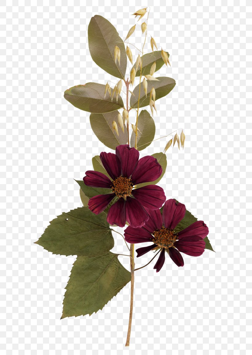 Flower Clip Art, PNG, 650x1157px, Flower, Color, Cut Flowers, Floral Design, Floristry Download Free