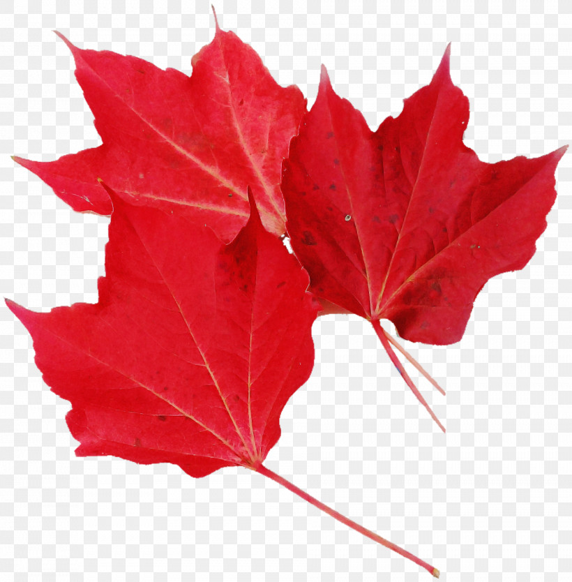 Maple Leaf, PNG, 1886x1920px, Leaf, Black Maple, Deciduous, Flower, Maple Download Free