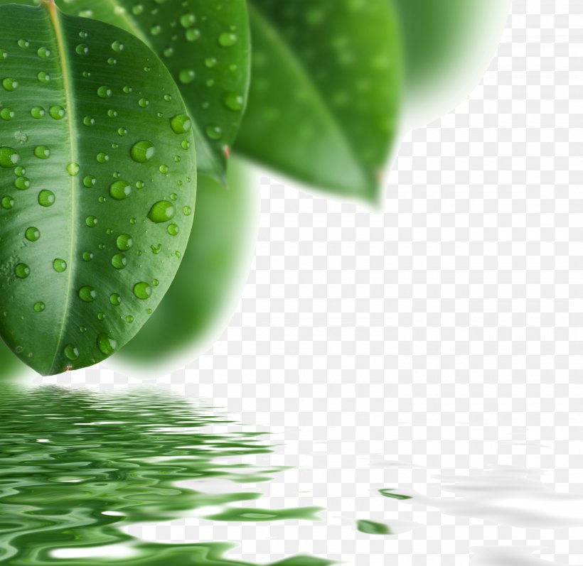Drop Leaf Green, PNG, 3000x2919px, Drop, Energy, Foliar Feeding, Grass, Green Download Free