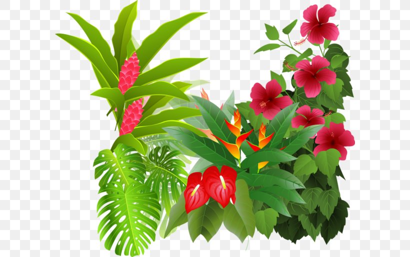 Rainforest Plants Drawings