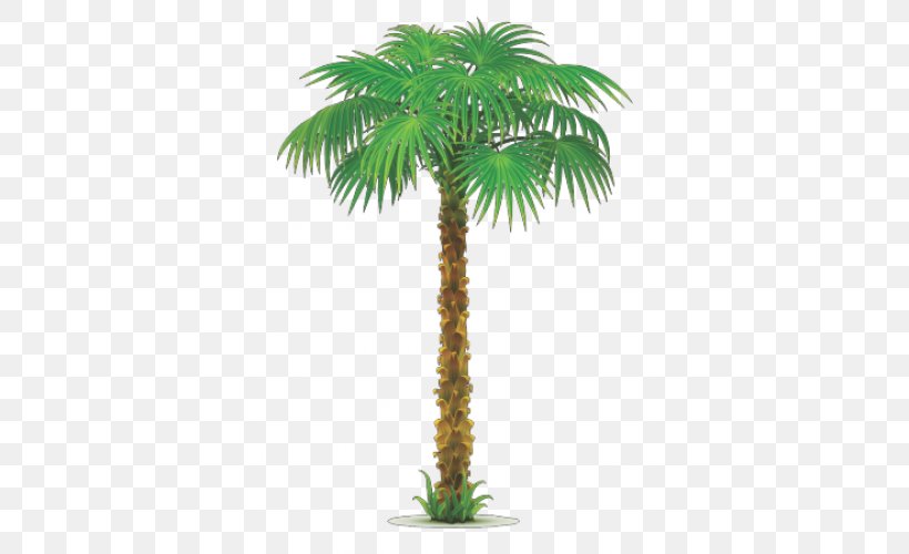 Arecaceae Clip Art, PNG, 500x500px, Arecaceae, Areca Nut, Arecales, Attalea Speciosa, Borassus Flabellifer Download Free