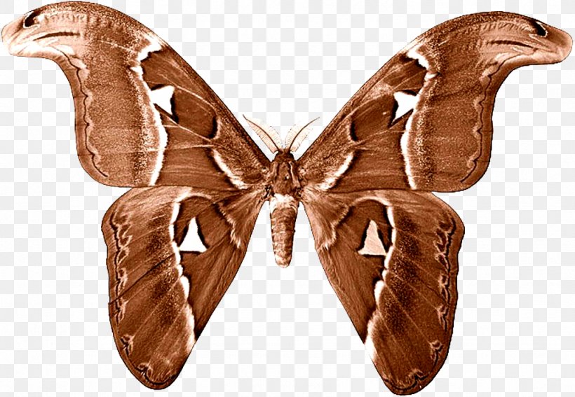 Butterfly Luna Moth, PNG, 1024x709px, Butterfly, Arthropod, Asianamerican Moon Moths, Butterflies And Moths, Depositphotos Download Free