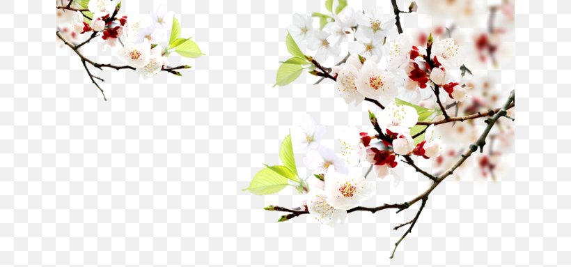 Download, PNG, 658x383px, Computer Graphics, Blossom, Branch, Cherry Blossom, Cut Flowers Download Free