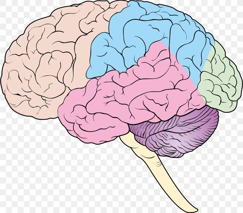 Human Brain Nervous System Forebrain Cerebrum, PNG, 2000x1758px, Watercolor, Cartoon, Flower, Frame, Heart Download Free