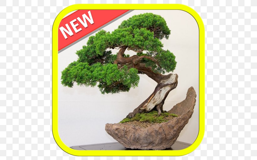 Indoor Bonsai Tree Juniperus Chinensis Plant, PNG, 512x512px, Bonsai, Ceiba, Flowerpot, Garden, Houseplant Download Free