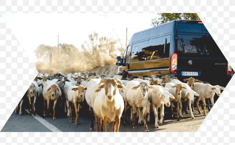 Málaga Sierra Nevada Cattle Alpujarras Road Trip, PNG, 1025x635px, Malaga, Cattle, Cattle Like Mammal, Cow Goat Family, Goat Download Free