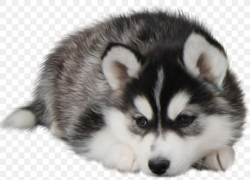 Siberian Husky Puppy Desktop Wallpaper Dog Food, PNG, 1391x1001px, Siberian Husky, Alaskan Klee Kai, Alaskan Malamute, Canadian Eskimo Dog, Carnivoran Download Free