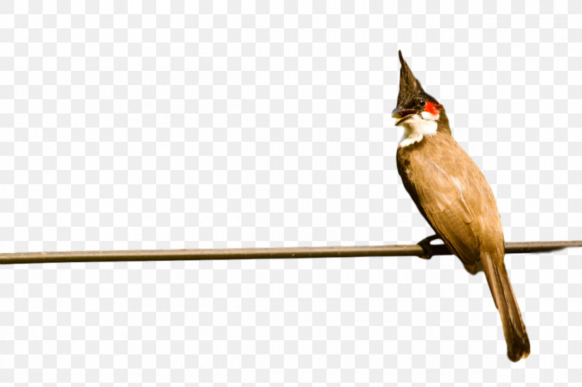 Bulbul Common Nightingale Cuckoos Birds Beak, PNG, 1200x800px, Bulbul, Beak, Biology, Birds, Common Nightingale Download Free