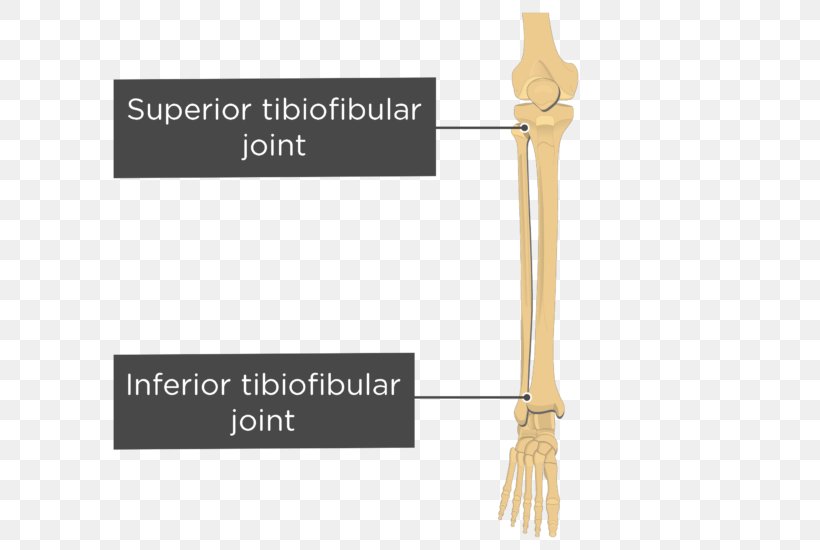 Inferior Tibiofibular Joint Superior Tibiofibular Joint Tibia, PNG, 745x550px, Superior Tibiofibular Joint, Anatomy, Ankle, Anterior Tibiofibular Ligament, Bone Download Free