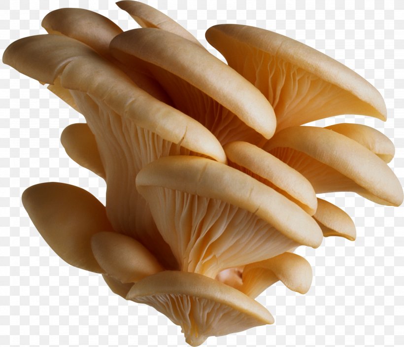 Oyster Mushroom Pleurotus Eryngii Edible Mushroom, PNG, 2663x2287px, Oyster Mushroom, Agaricaceae, Clams Oysters Mussels And Scallops, Common Mushroom, Conchology Download Free
